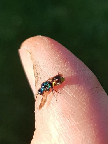 Pseudomalus sp.